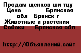 Продам щенков ши тцу › Цена ­ 15 000 - Брянская обл., Брянск г. Животные и растения » Собаки   . Брянская обл.